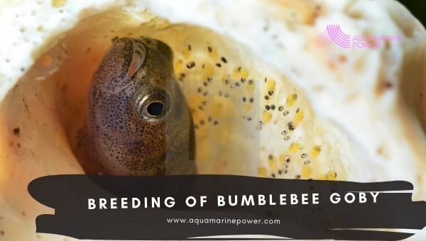 Bumblebee Goby