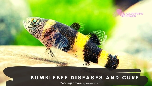 Bumblebee Goby