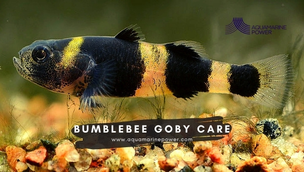 Bumblebee Goby