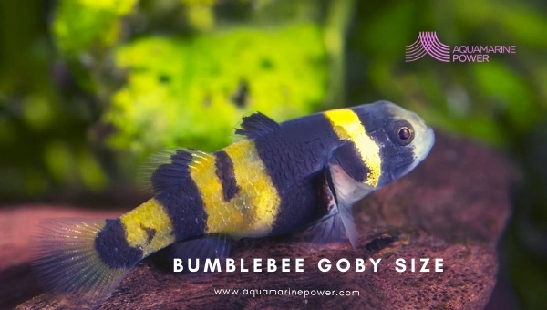 Bumblebee Goby