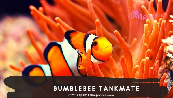 Bumblebee Goby