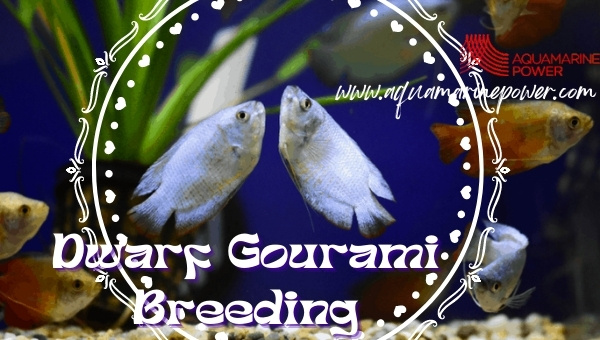 Dwarf Gourami