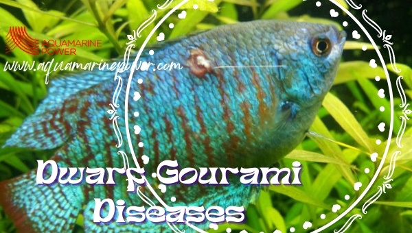 Dwarf Gourami