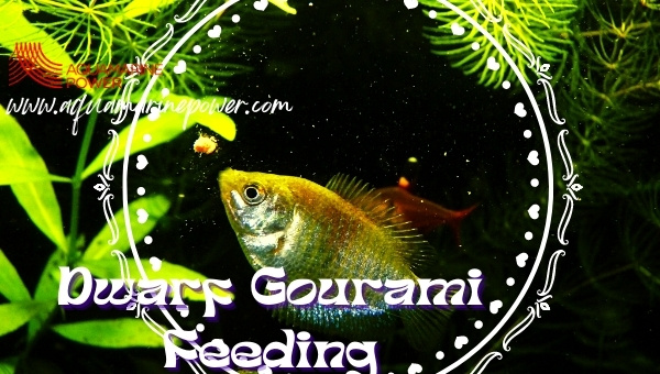 Dwarf Gourami