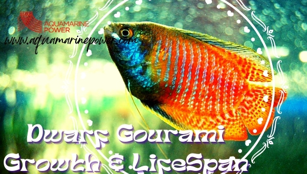 Dwarf Gourami