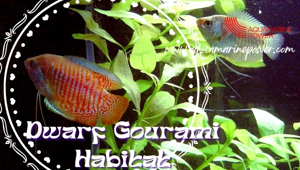 Dwarf Gourami