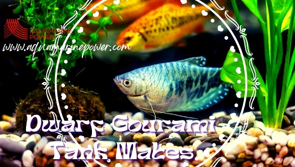 Dwarf Gourami