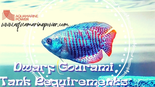 Dwarf Gourami