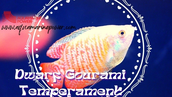 Dwarf Gourami