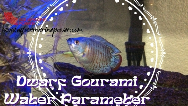 Dwarf Gourami