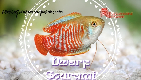 Dwarf Gourami