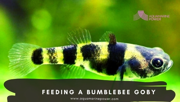 Bumblebee Goby