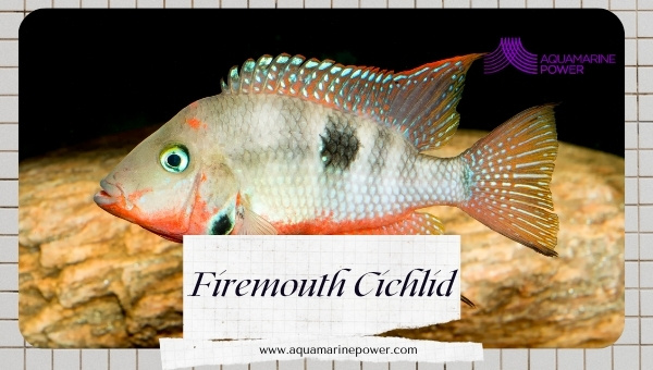 Firemouth Cichlid