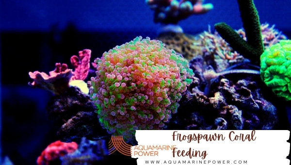 Frogspawn Coral