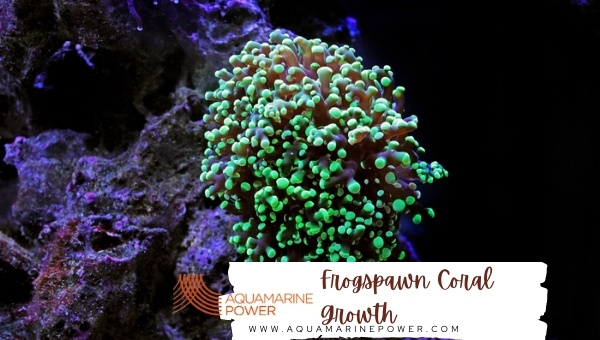 Frogspawn Coral