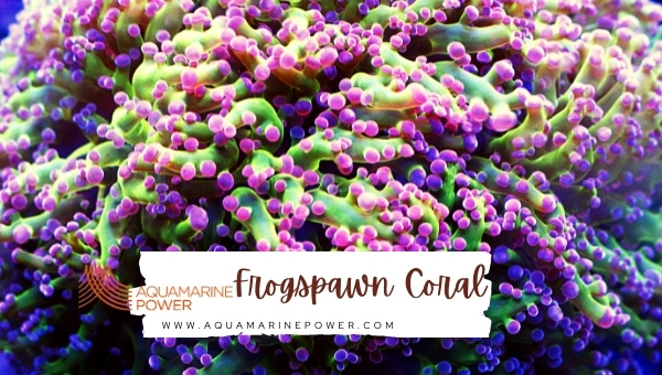 Frogspawn Coral