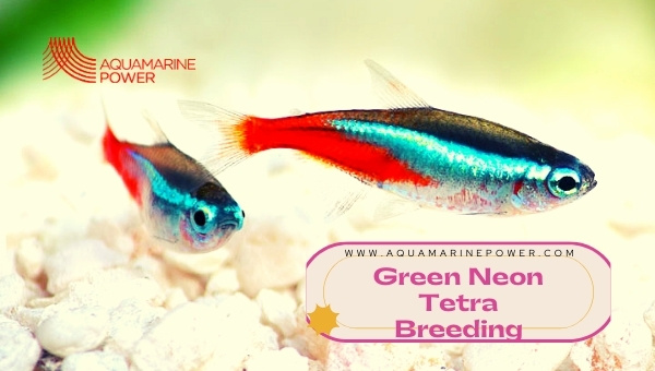 Green Neon Tetra