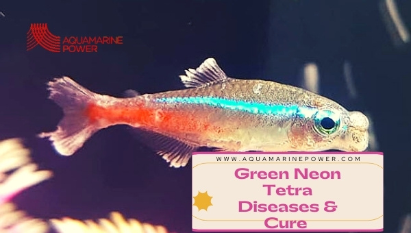 Green Neon Tetra