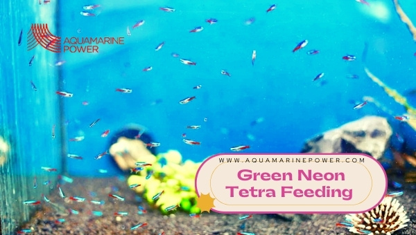 Green Neon Tetra