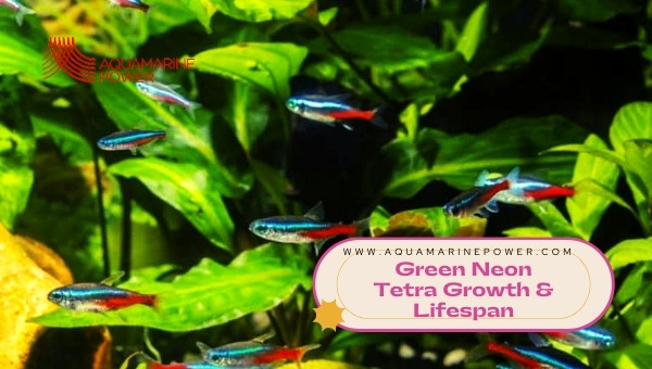 Green Neon Tetra