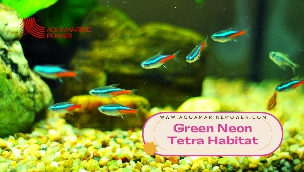 Green Neon Tetra