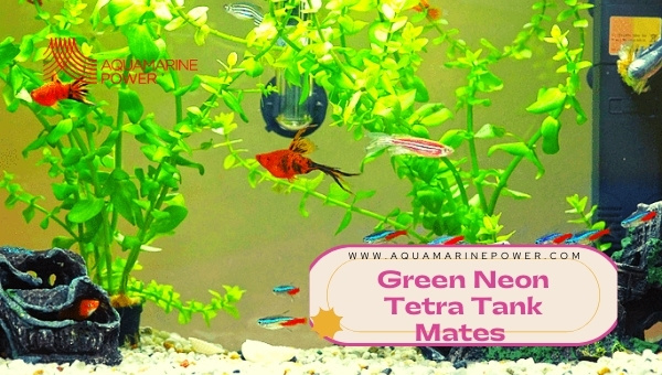 Green Neon Tetra