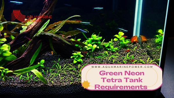 Green Neon Tetra