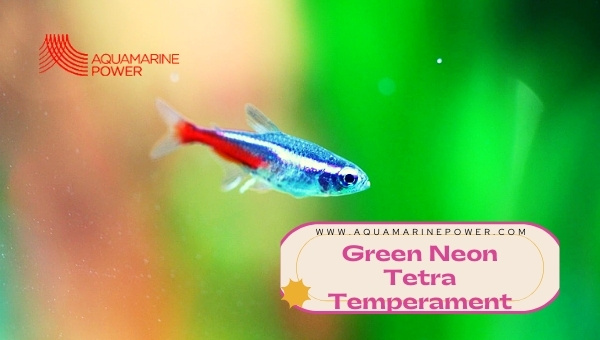 Green Neon Tetra