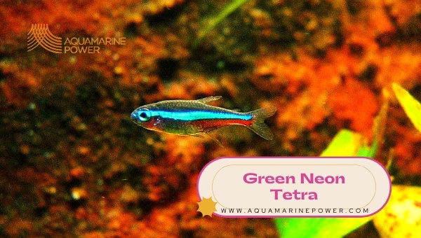 Green Neon Tetra