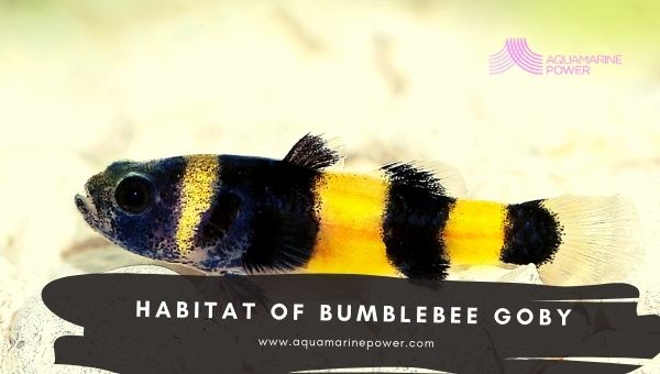 Bumblebee Goby