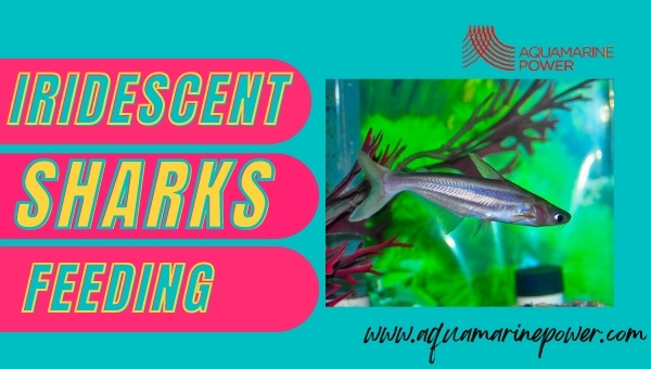 Iridescent Shark