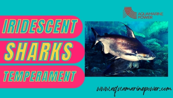 Temperament Of Iridescent Sharks