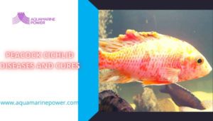 Peacock Cichlid 101: Facts, Characteristics & Care Guide (2026)