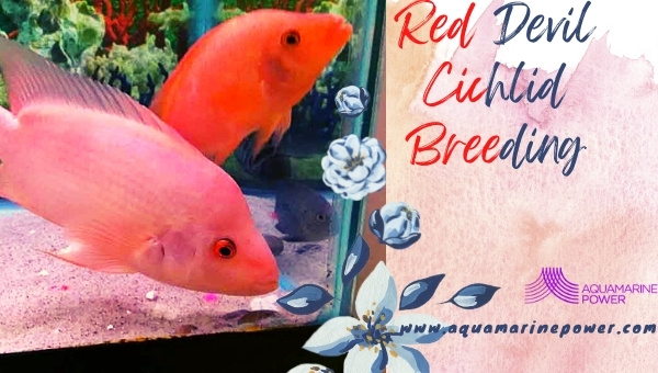 Red Devil Cichlid