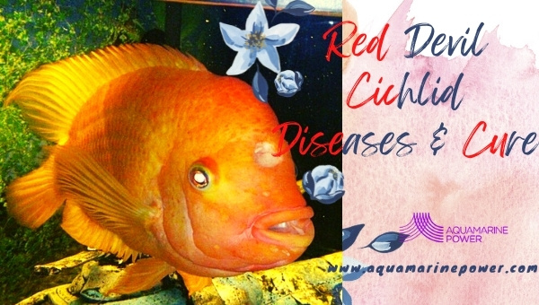 Red Devil Cichlid