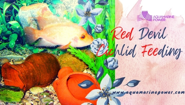 Red Devil Cichlid