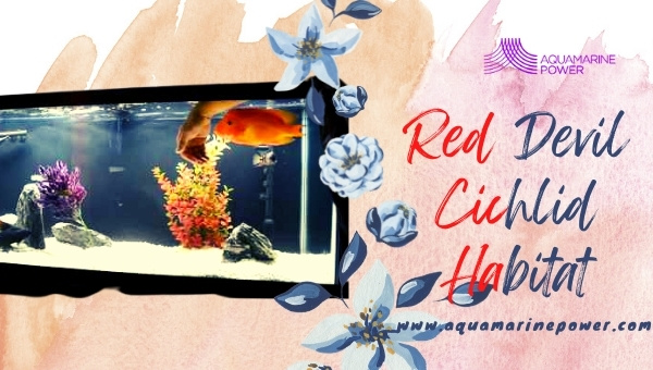 Red Devil Cichlid