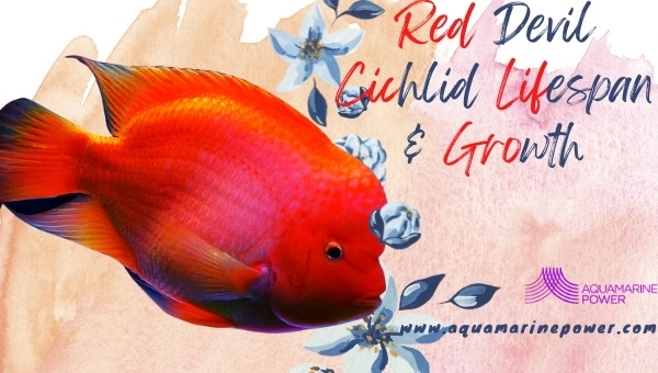 Red Devil Cichlid