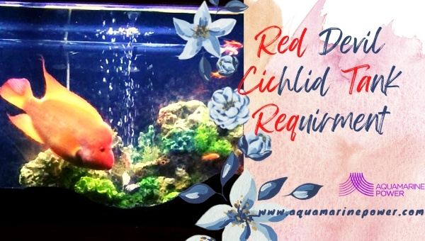 Red Devil Cichlid