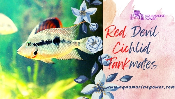 Red Devil Cichlid
