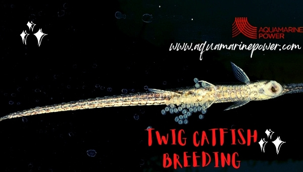 Twig Catfish