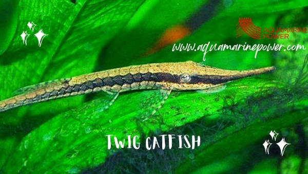 Twig Catfish