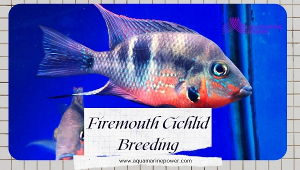 Firemouth Cichlid