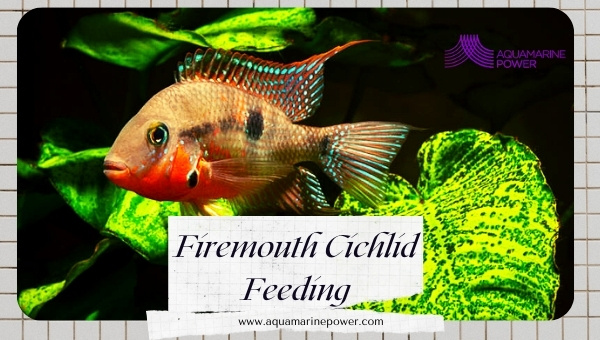 Firemouth Cichlid