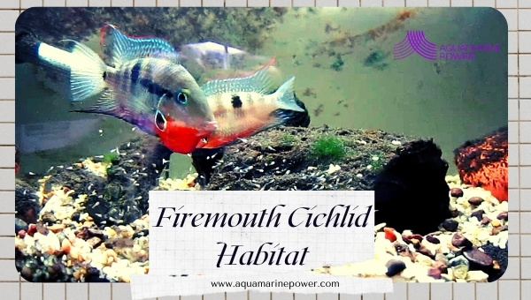 Firemouth Cichlid