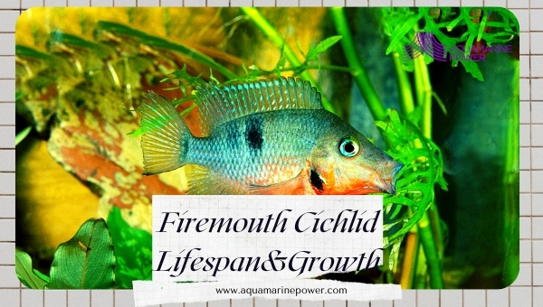 Firemouth Cichlid