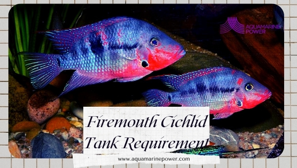 Firemouth Cichlid