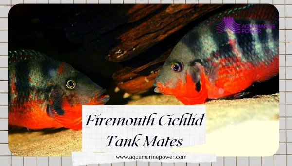 Firemouth Cichlid