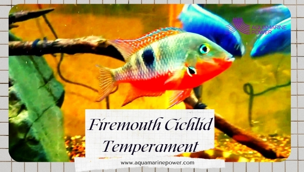 Firemouth Cichlid