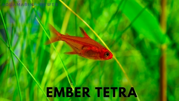 Ember Tetra Appearance